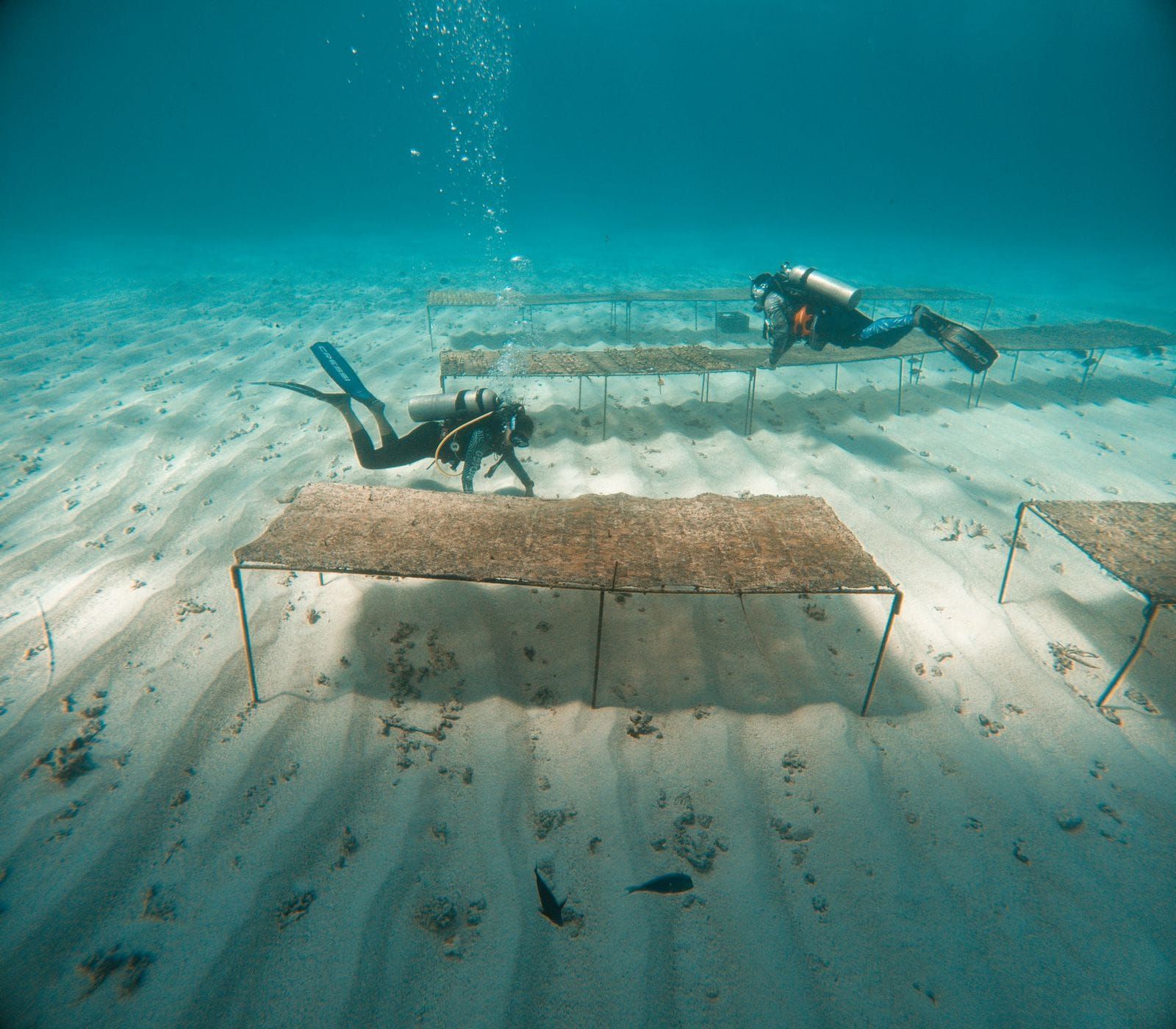 CORALINA: gallery photo 1