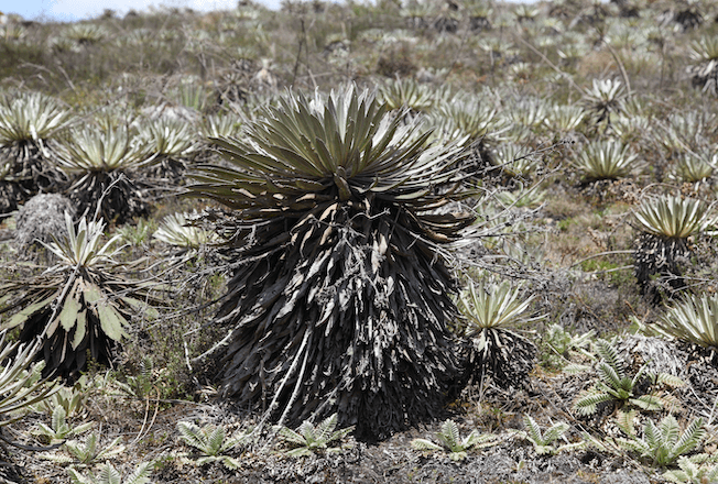 Conservation International Colombia: image 1