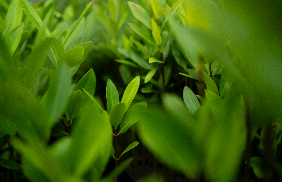 Conservation International Colombia: image 3