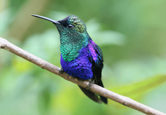 Conservation International Colombia: image 4