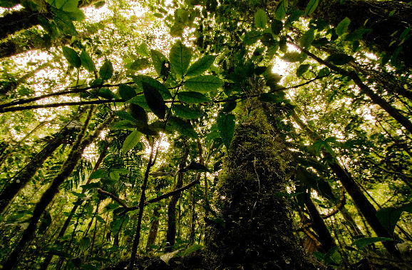 Conservation International Colombia: gallery photo 1