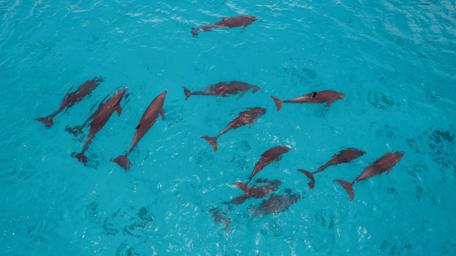 Grupo de delfines nadando en aguas turquesa, vistos desde el aire