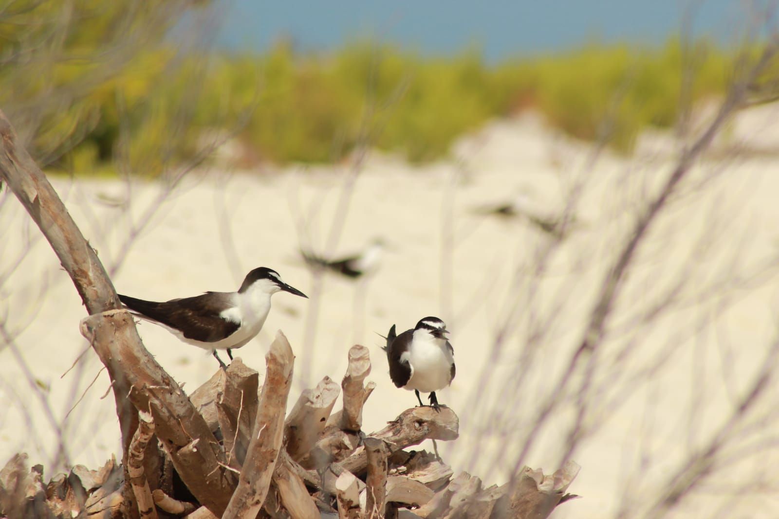 Dos gaviotines posados sobre madera seca junto a la playa