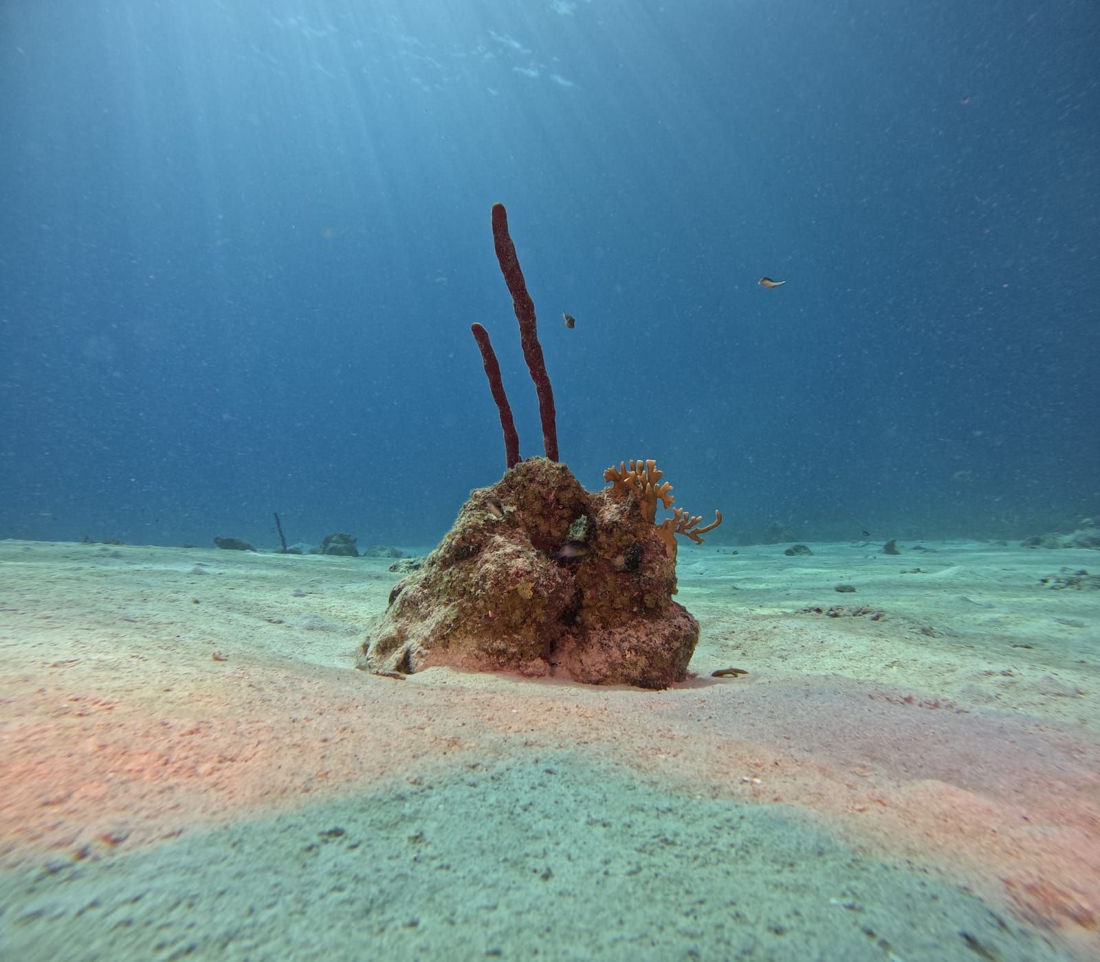 Esponjas marinas sobre una roca en el fondo arenoso del mar