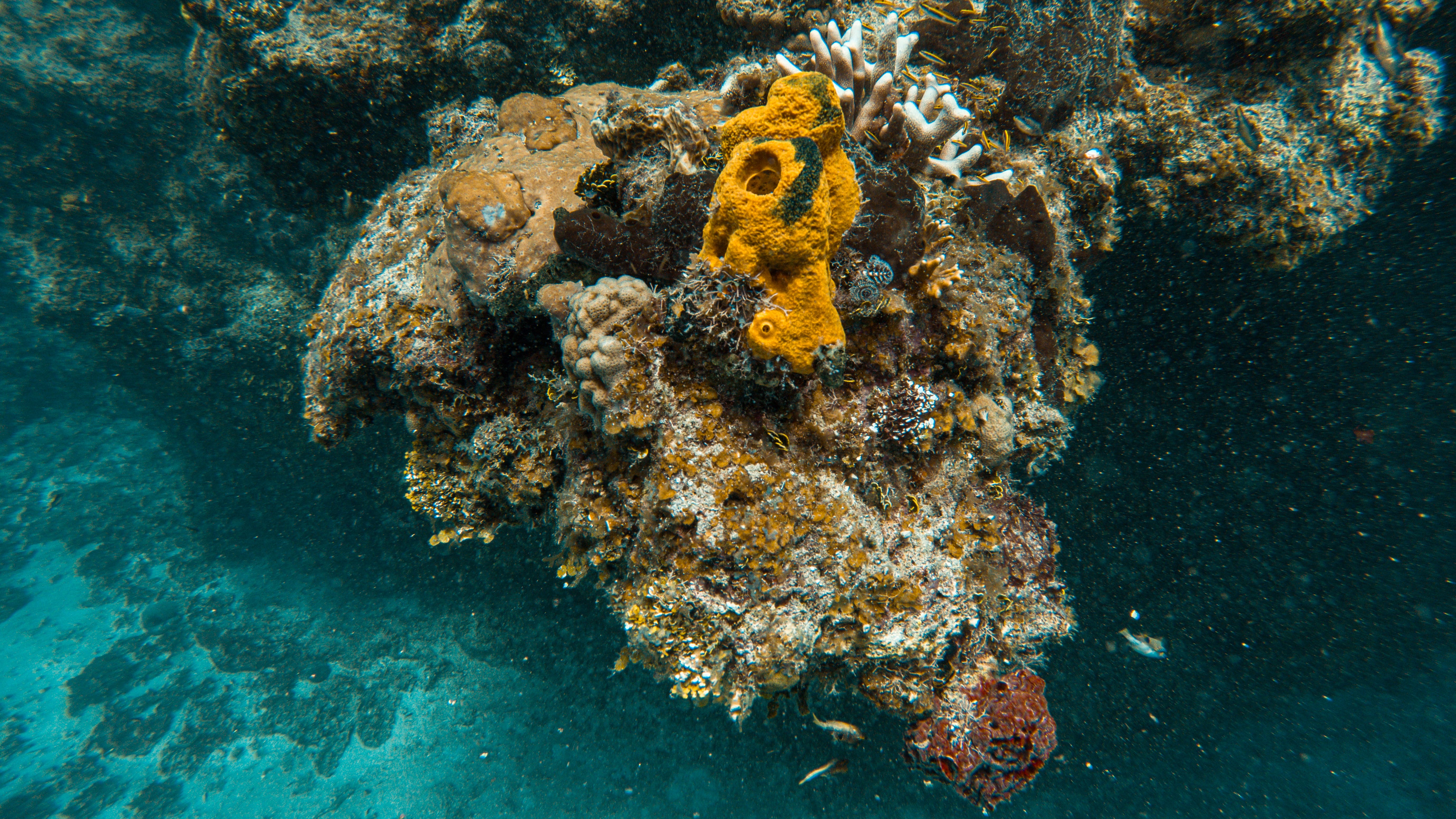 Monitoreo de los Impactos del Turismo en 4 ecosistemas estratégicos (playas, manglares, pastos marinos y arrecifes coralinos) y 4 especies claves. image
