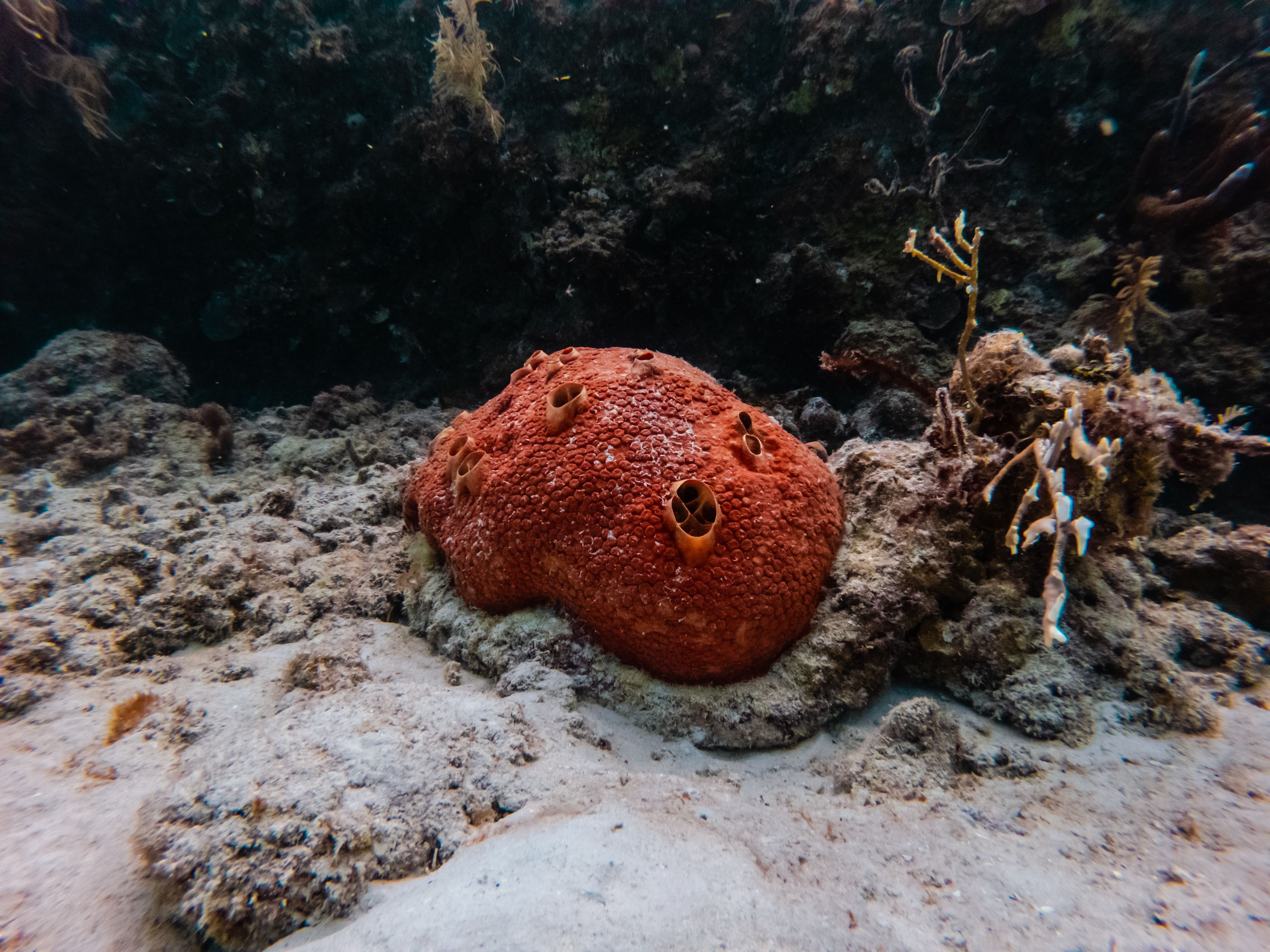 Identificar y vincular organizaciones con potencial para adoptar y generar procesos de sostenibilidad turística en el Archipiélago de San Andrés, Providencia y Santa Catalina. image